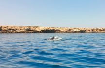 Dolphin Spotting Tour from St Pauls Bay Malta Experience