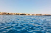 Dolphin Spotting Tour from St Pauls Bay Malta Experience