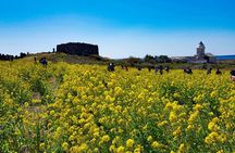 100% Safety Return - Jeju UNESCO Shore Excursion Cruise