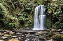Otway Fly Treetop Walk Waterfalls and Redwood Tour from Melbourne