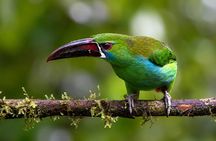 Mindo Cloud Forest Tour: Hummingbirds, Birdwatching & Waterfalls