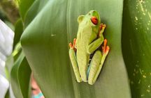 Private Sloth Frogs Waterfall Coffee and Chocolate Experience