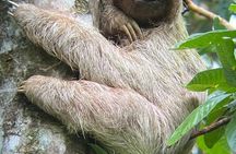 Private Sloth Frogs Waterfall Coffee and Chocolate Experience