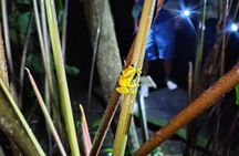La Fortuna Combo Sloth Watching and Night Walk Adventure