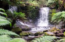 Hobart Shore Excursion: Mt. Field, Russell Falls & Wildlife