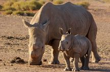 Safari Game Drive, Lunch & Transfers from Cape Town