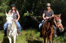 Houston Area: 1-Hour Horseback Ride
