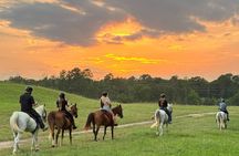 Houston Area: 1-Hour Horseback Ride