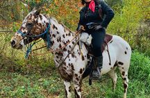 Houston Area: 1-Hour Horseback Ride