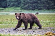 Private WILD Bear Viewing Adventure by Boat in Sitka