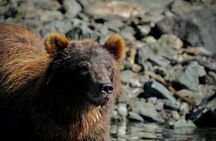 Private WILD Bear Viewing Adventure by Boat in Sitka