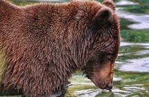 Private WILD Bear Viewing Adventure by Boat in Sitka