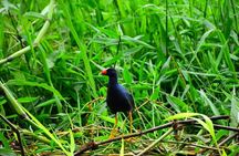 Canoe tour, hiking tour to the jaguar sector and turtle spawning