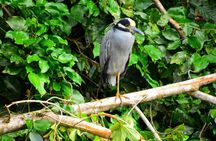 Canoe tour, hiking tour to the jaguar sector and turtle spawning