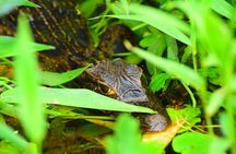 Canoe tour, hiking tour to the jaguar sector and turtle spawning