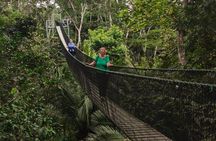 search for sloths with suspension bridge in the jungle and viewpoint