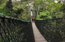 search for sloths with suspension bridge in the jungle and viewpoint