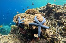 Shared Snorkeling Adventure to Menjangan Island Bali