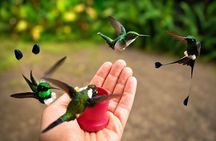 Mindo Cloud Forest Private Tour: Chocolate, Coffee, Birds, Nature