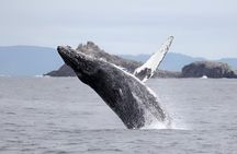 Shared Hermanus Boat Based Whale Watching and Penguin Adventure