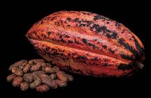 Traditional Oaxacan Chocolate Class