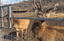 Tashkent Tour at Amirsoy, Chimgan Mountains and Charvak lake