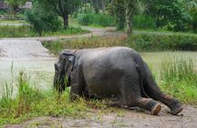 A Mini Moment at Krabi Roaming Elephant Sanctuary (NO-Touching)