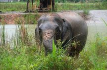 Half-Day Highlight with Elephants (NO-Touching) in Ao Nang