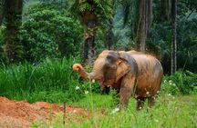 A Mini Moment at Krabi Roaming Elephant Sanctuary (NO-Touching)