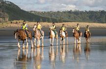 2-Hour Muriwai Beach Horse Riding Experience