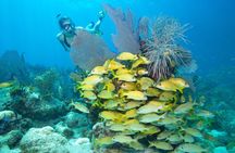 Snorkel Tour Christ of the Deep Statue Excursion in Key Largo