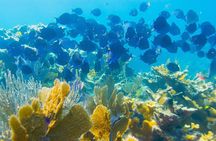 Snorkel Tour Christ of the Deep Statue Excursion in Key Largo