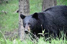 Banff Highlights & Wildlife | Award-Winning Small Group Adventure