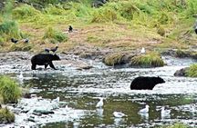 Ketchikan Deluxe City, Saxman Native Village and Wildlife Tour