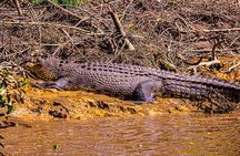 Cairns City: 1 Hour Guided Jet Ski Crocodile Spotting Tour