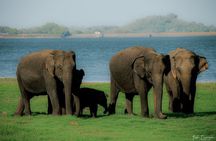 Minneriya National Park Private Jeep Safari with Expert Guide