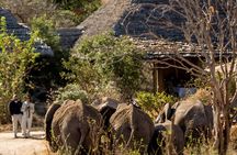 2-Day Zanzibar to Mikumi Safari by SGR Train