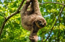 Sloth Watching, Miravalles Volcano, Hot Springs & Hidden Waterfall