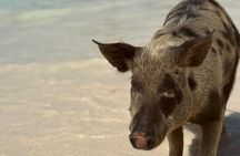 Epic Exuma Escape: Swimming Pigs, Sharks & Beyond | Full Day