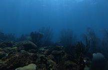 Discover Scuba in Rincon | Expert Guides, Small Groups