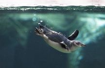 Christchurch: International Antarctic Centre Guided Tours