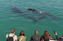 Shared Hermanus Boat Based Whale Watching and Penguin Adventure
