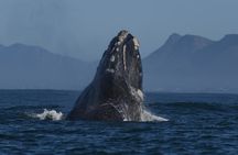 Shared Hermanus Boat Based Whale Watching and Penguin Adventure