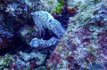 Personalized Guided Shore Dive in Curaçao 1 or 2 Tanks
