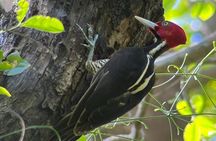 Private Rincon de la Vieja Guided Hiking Experience
