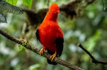 Mindo Cloud Forest Birdwatching I Private Day Tour