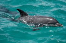 Luxury Private Speedboat Dolphin House and Hula Hula island