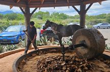 Explore Las Salinas, Mezcal and Tule Tree Factory