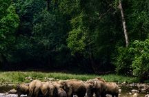 Anakulam Jeep Safari Tour with Waterfalls and Wild Elephants
