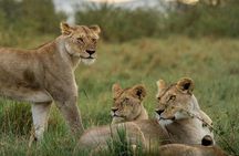 4 Day Signature Family Wildlife Adventure Masai Mara Safari
